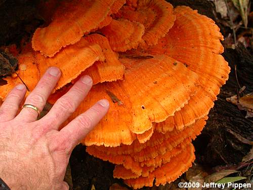 Chicken of the Woods Mushroom (Laetiporus sulphureus)