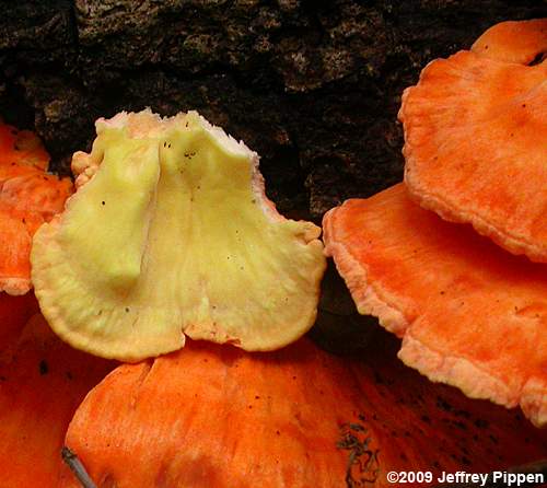 Chicken of the Woods Mushroom (Laetiporus sulphureus)