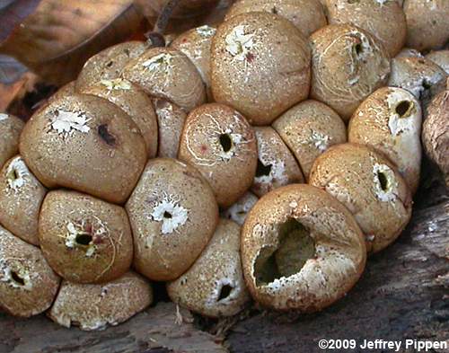 Wolf-fart Puffball, Stump Puffball (Lycoperdon pyriforme)