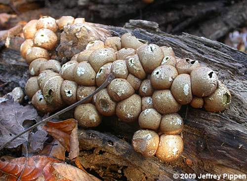 Wolf-fart Puffball, Stump Puffball (Lycoperdon pyriforme)