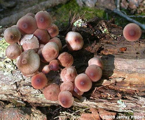 Bloodfoot Mushroom (Mycena haematopus)