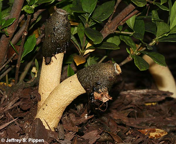 Ravenal's Stinkhorn (Phallus ravenalii)