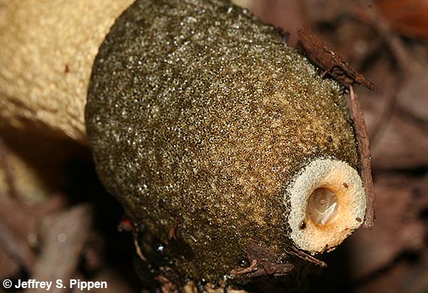 Ravenal's Stinkhorn (Phallus ravenalii)