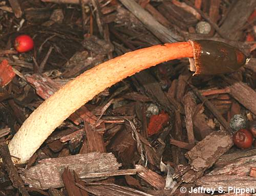 Devil's Stinkhorn, Red Stinkhorn (Phallus rubicundus)