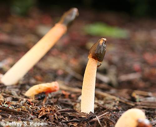 Devil's Stinkhorn, Red Stinkhorn (Phallus rubicundus)