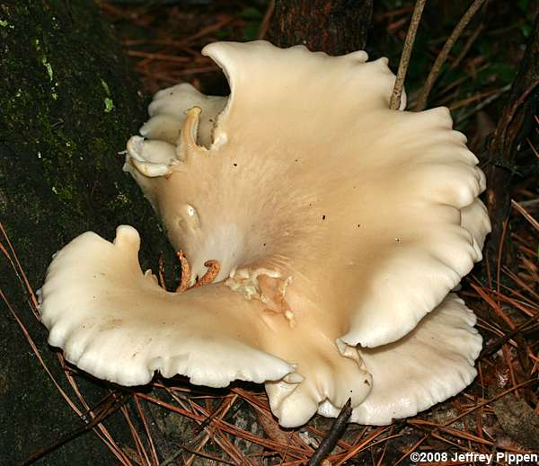 Pleurotus sp.