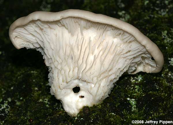 Pleurotus sp.