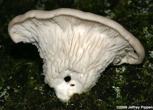 Pleurotus sp.