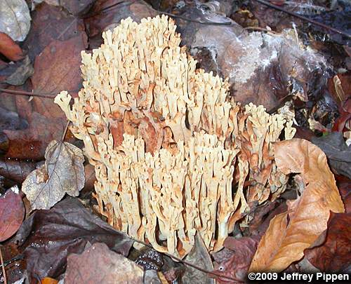 coral fungus (Ramaria sp.)