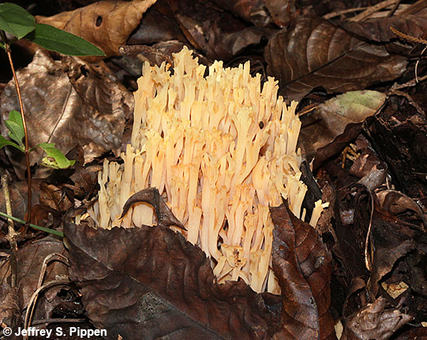 North Carolina Mushrooms (Fungi)