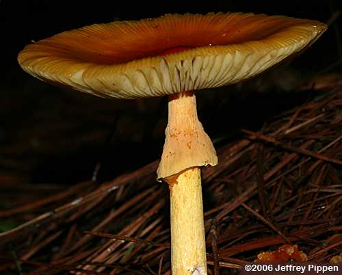 Caesar's Amanita (Amanita caesarea)