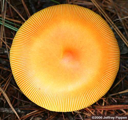 Caesar's Amanita (Amanita caesarea)