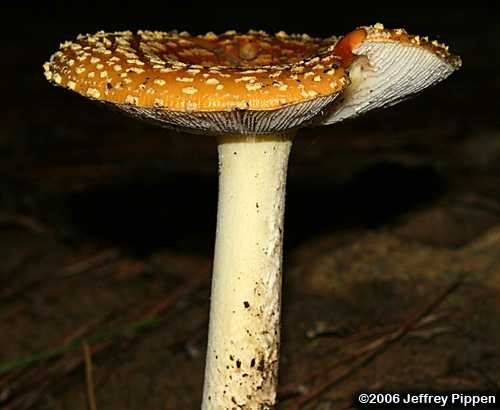 Fly Agaric (Amanita muscaria)