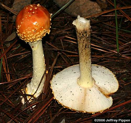 Fly Agaric (Amanita muscaria)