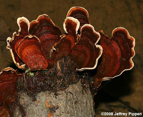 False Turkey Tail Fungus <I>(Stereum ostrea)</I>