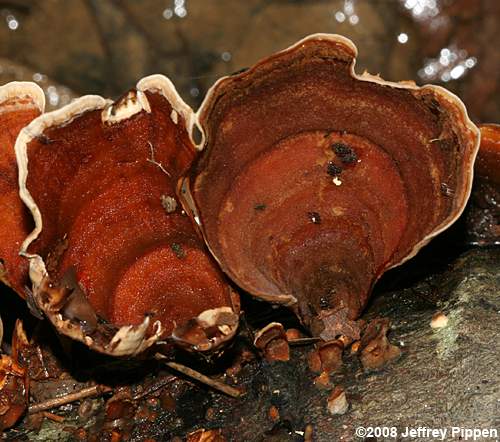 False Turkey Tail Fungus <I>(Stereum ostrea)</I>