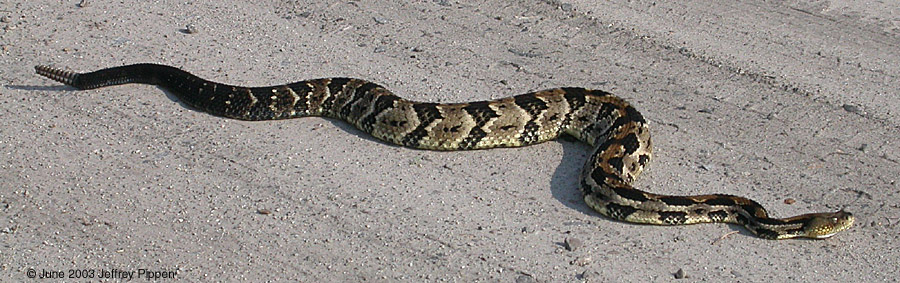 Timber (Canebrake) Rattlesnake (Crotalus horridus)