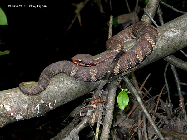 Cottonmouth (Agkistrodon piscivorus)