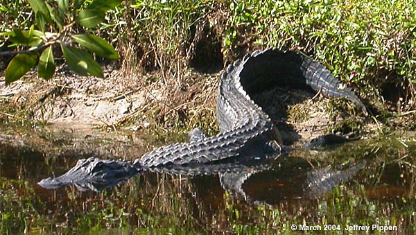 American Alligator (Alligator mississippiensis)