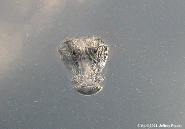 American Alligator (Alligator mississippiensis)