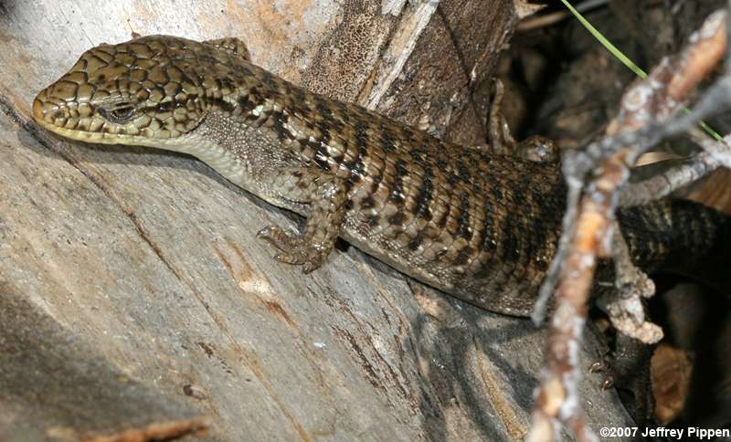 Northern Alligator Lizard (Gerrhonotus coeruleus)
