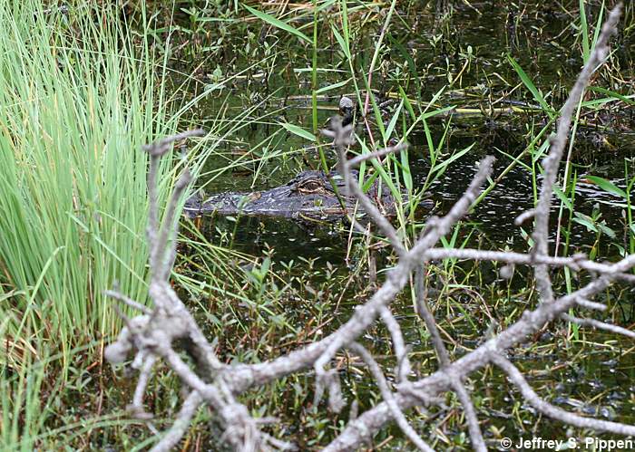 American Alligator (Alligator mississippiensis)