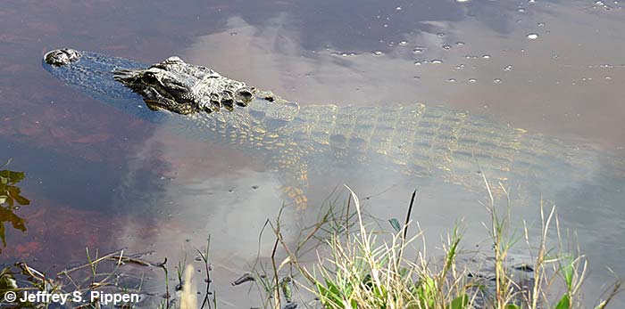 American Alligator (Alligator mississippiensis)