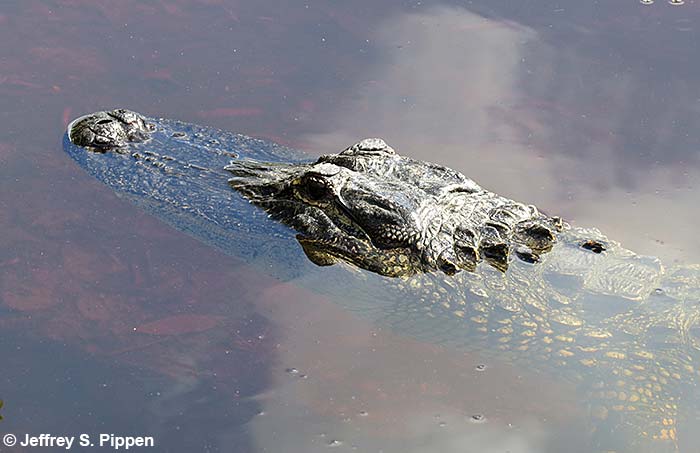 American Alligator (Alligator mississippiensis)
