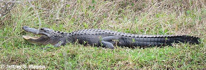 American Alligator (Alligator mississippiensis)