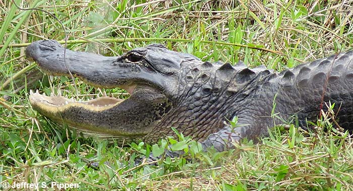 American Alligator (Alligator mississippiensis)