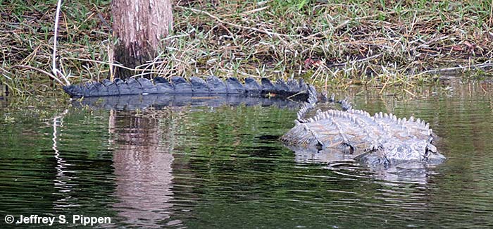 American Alligator (Alligator mississippiensis)