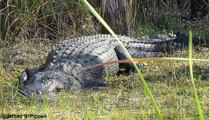 American Alligator (Alligator mississippiensis)