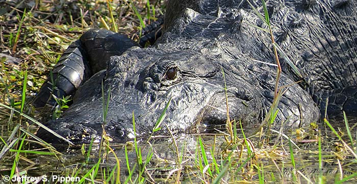 American Alligator (Alligator mississippiensis)