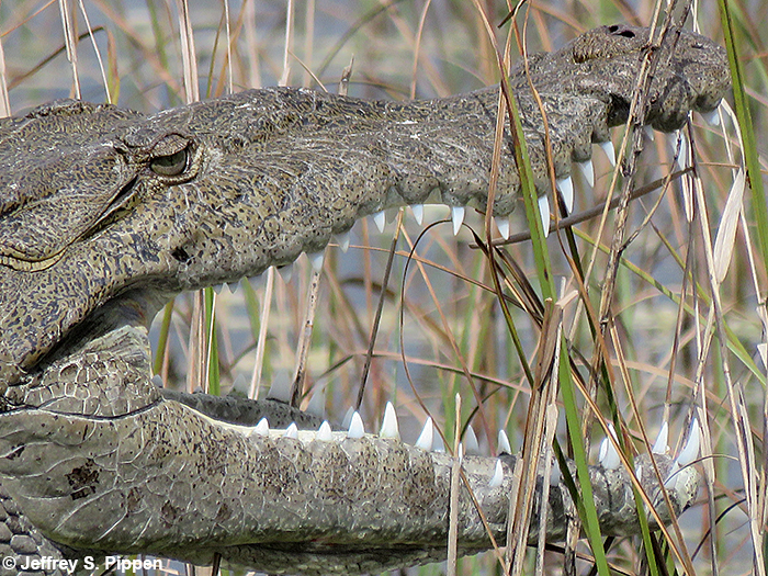 American Crocodile (Crocodylus acutus)