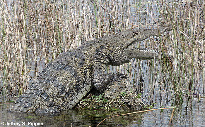 American Crocodile (Crocodylus acutus)