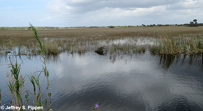 American Crocodile (Crocodylus acutus)