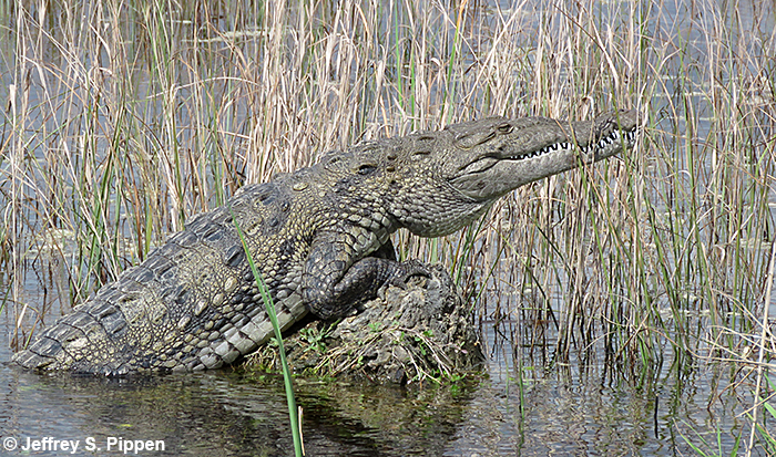 American Crocodile (Crocodylus acutus)