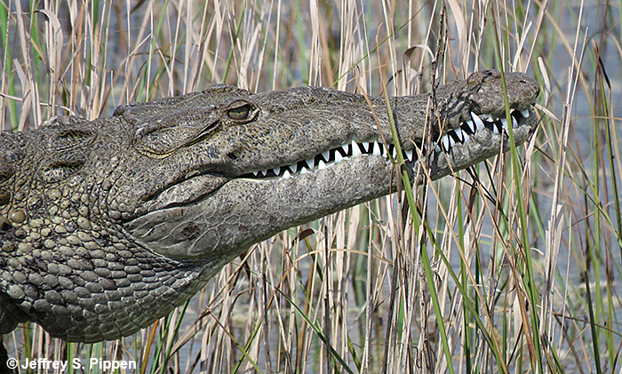 American Crocodile (Crocodylus acutus)