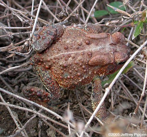 American Toad (Bufo americanus)