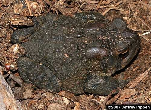 American Toad (Bufo americanus)