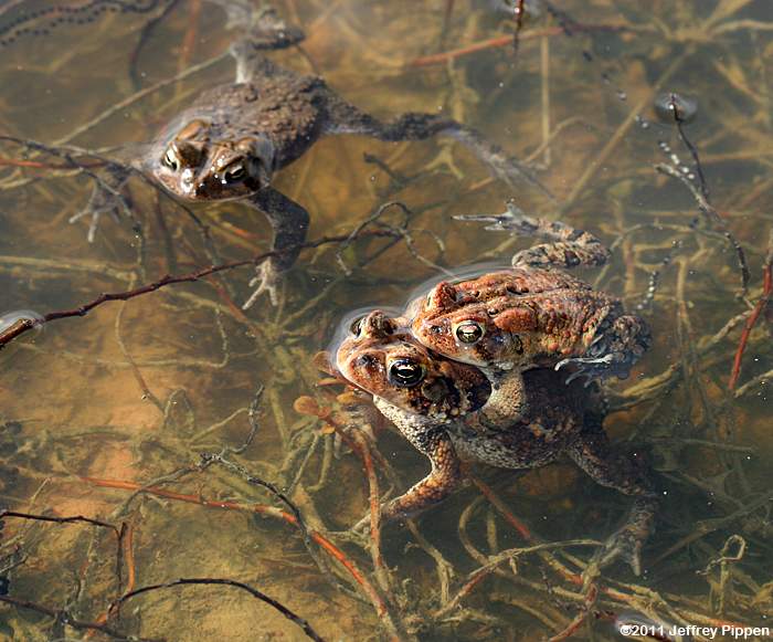 American Toad (Bufo americanus)