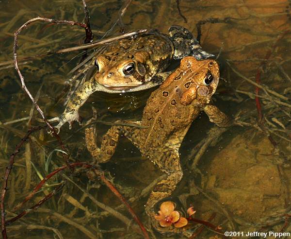 American Toad (Bufo americanus)