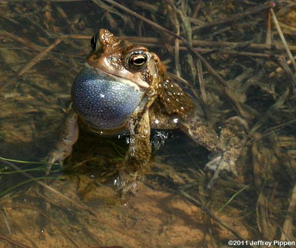 American Toad (Bufo americanus)