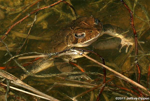 American Toad (Bufo americanus)