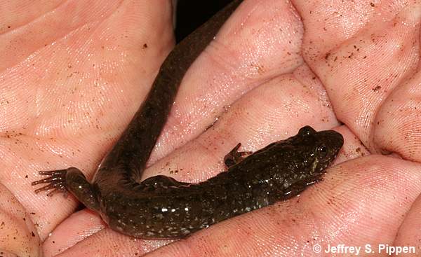 Black-bellied Salamander (Desmognathus quadramaculatus)