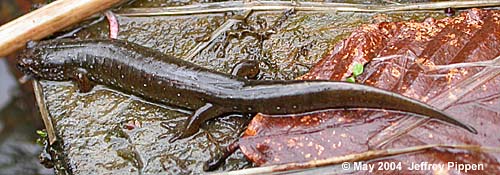 Black-bellied Salamander (Desmognathus quadramaculatus)