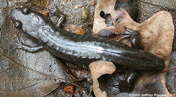 Black-bellied Salamander (Desmognathus quadramaculatus)