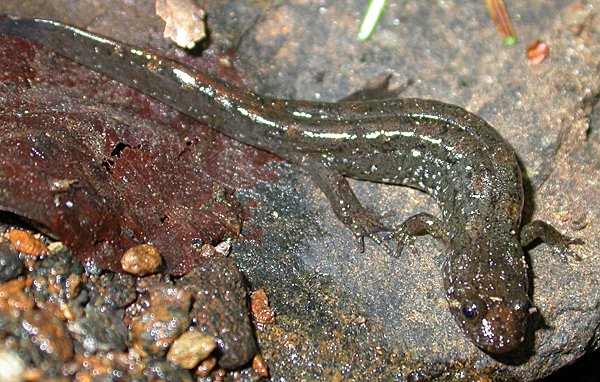 Black-bellied Salamander (Desmognathus quadramaculatus)