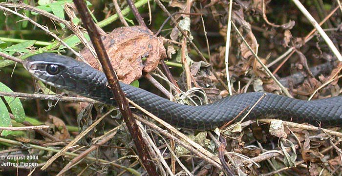 Black Racer (Coluber constrictor)