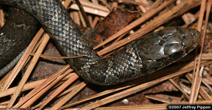 Black Racer (Coluber constrictor)